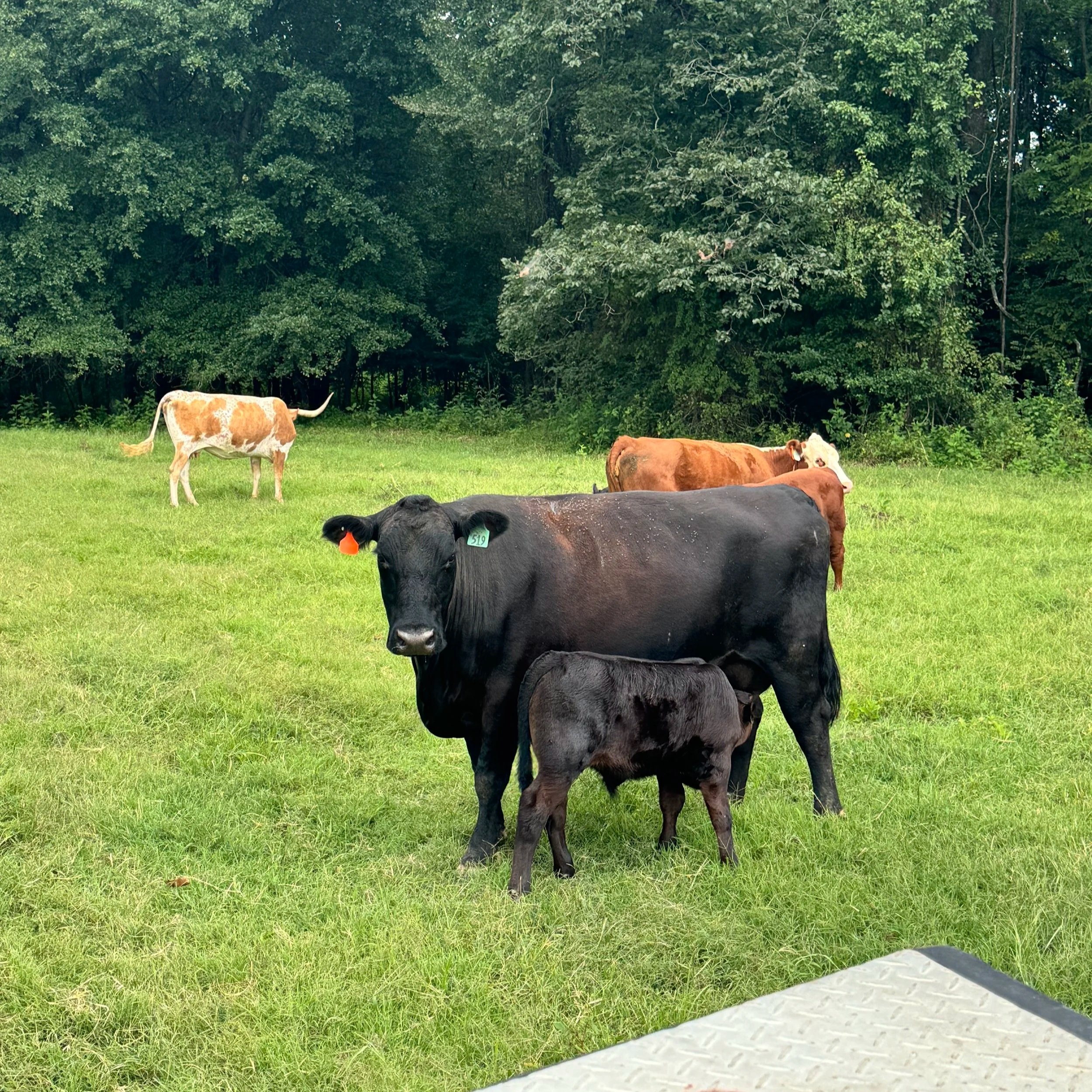 Black cow nursing a calf in a green pasture with other cows in the background, surrounded by trees.