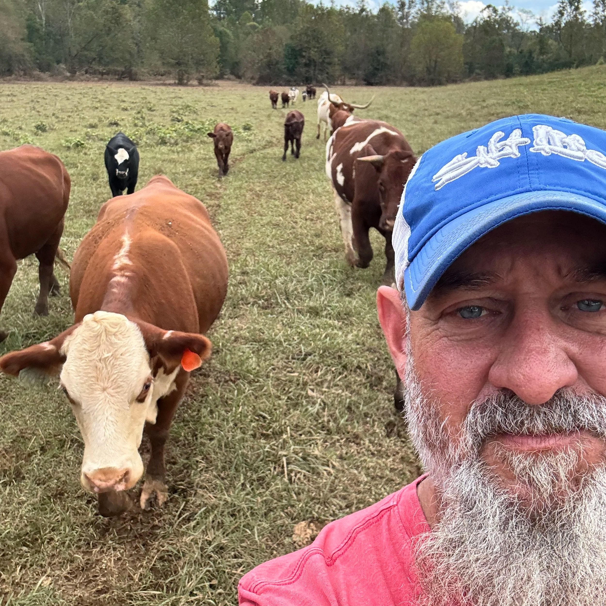Selfie of a farmer with a beard in a red shirt and blue cap, surrounded by cows grazing in a green pasture under a clear sky. The scene captures rural life and livestock farming.